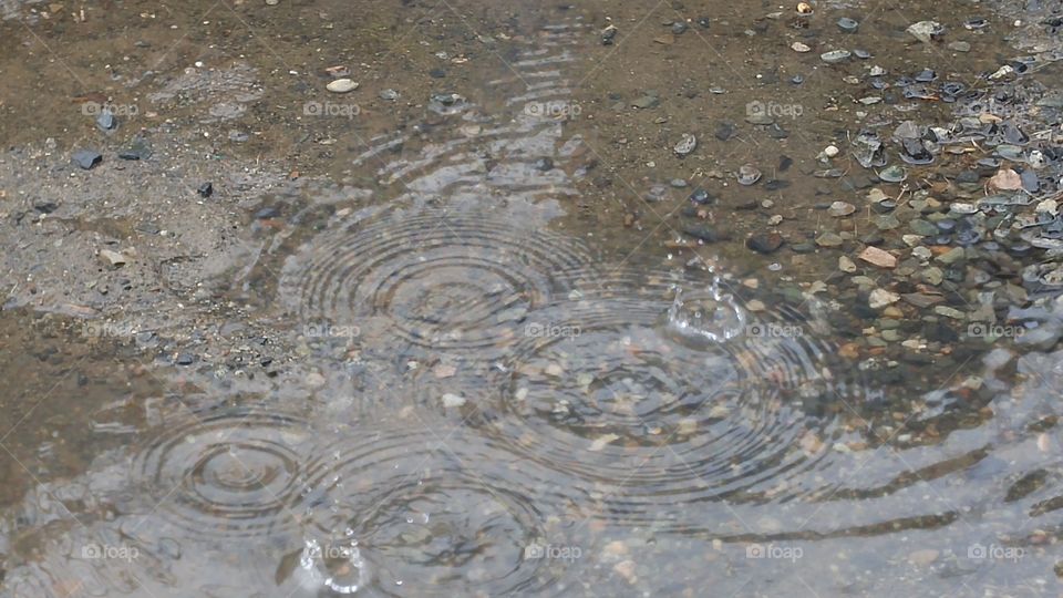 Rain ripples in a puddle.