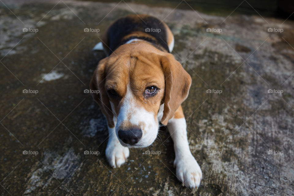 Cute beagle dog  sitting on the ground  looking at camera 