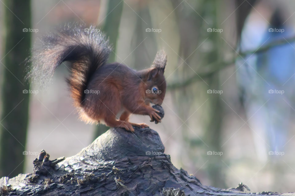 Squirrel, sniff nut test !