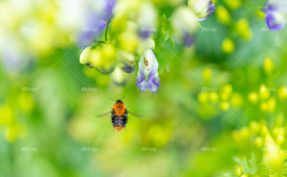 Bug and flowers