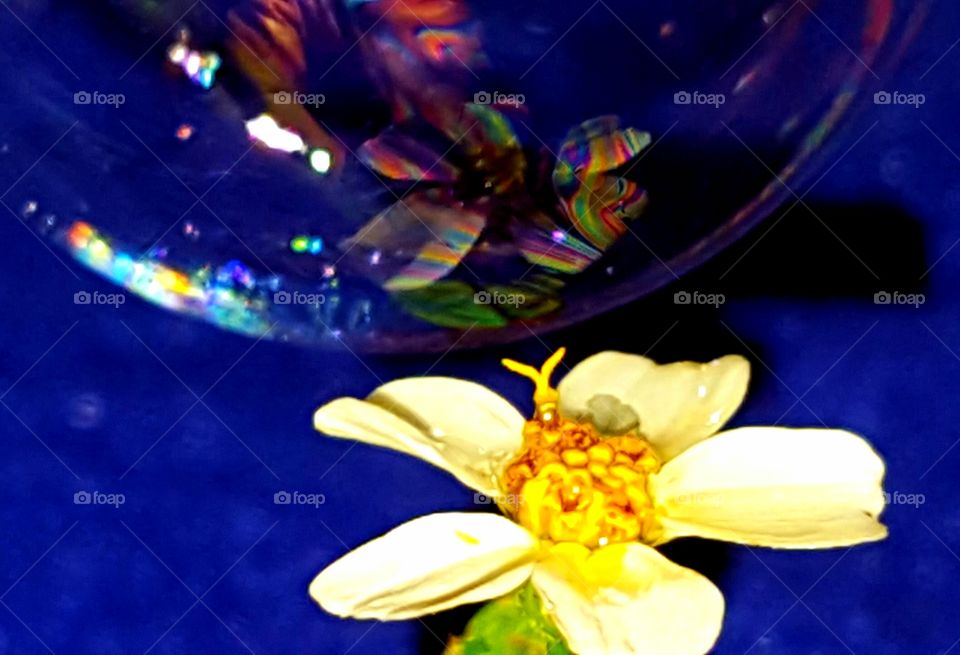 reflection of flower in bubble