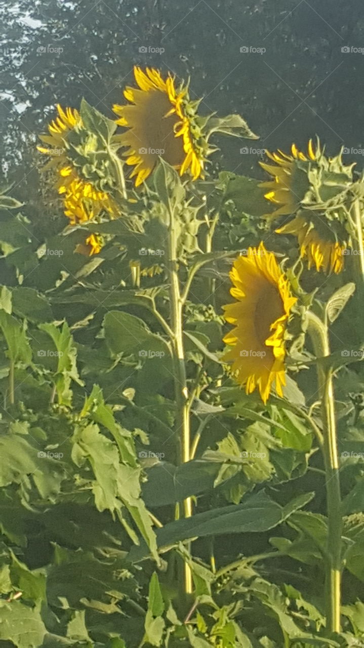 Sunflower's in Bloom