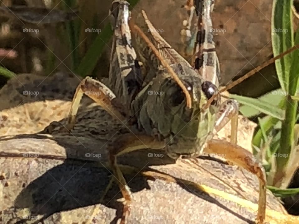 Grasshopper