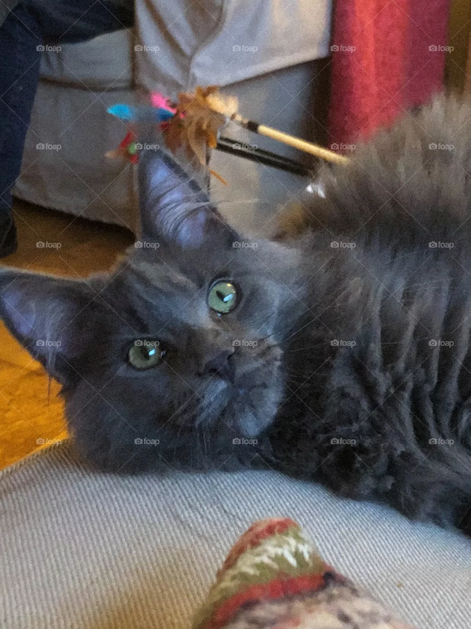 Maine coon kitten
