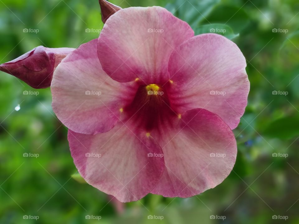 Flower photography  - allamanda