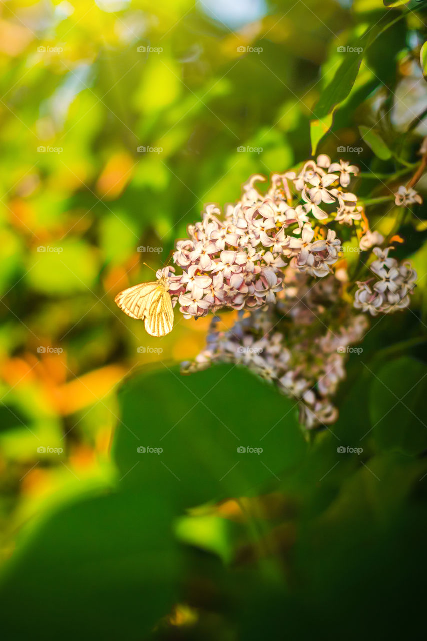 Blooming Lilac with white butterfly