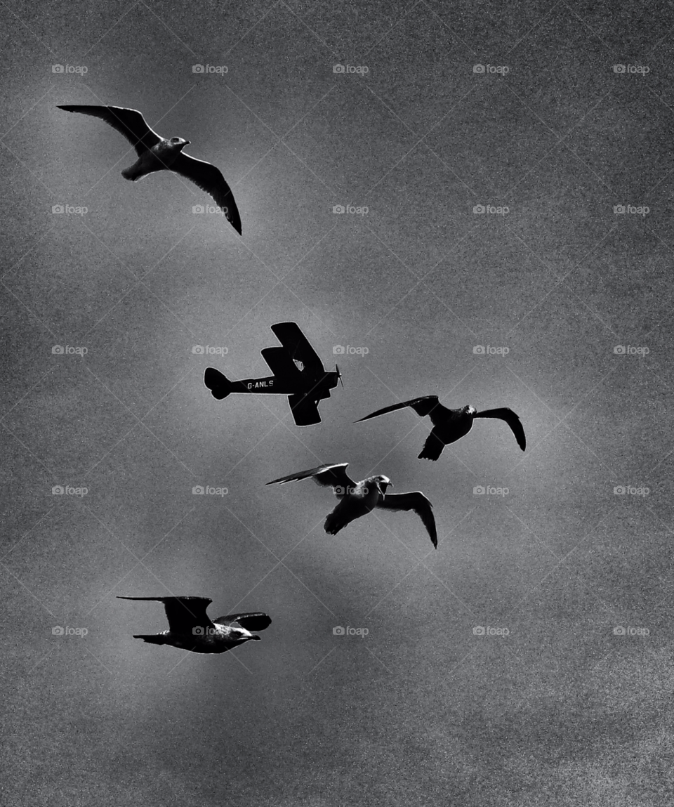 birds flying plane blackandwhite by Raid1968