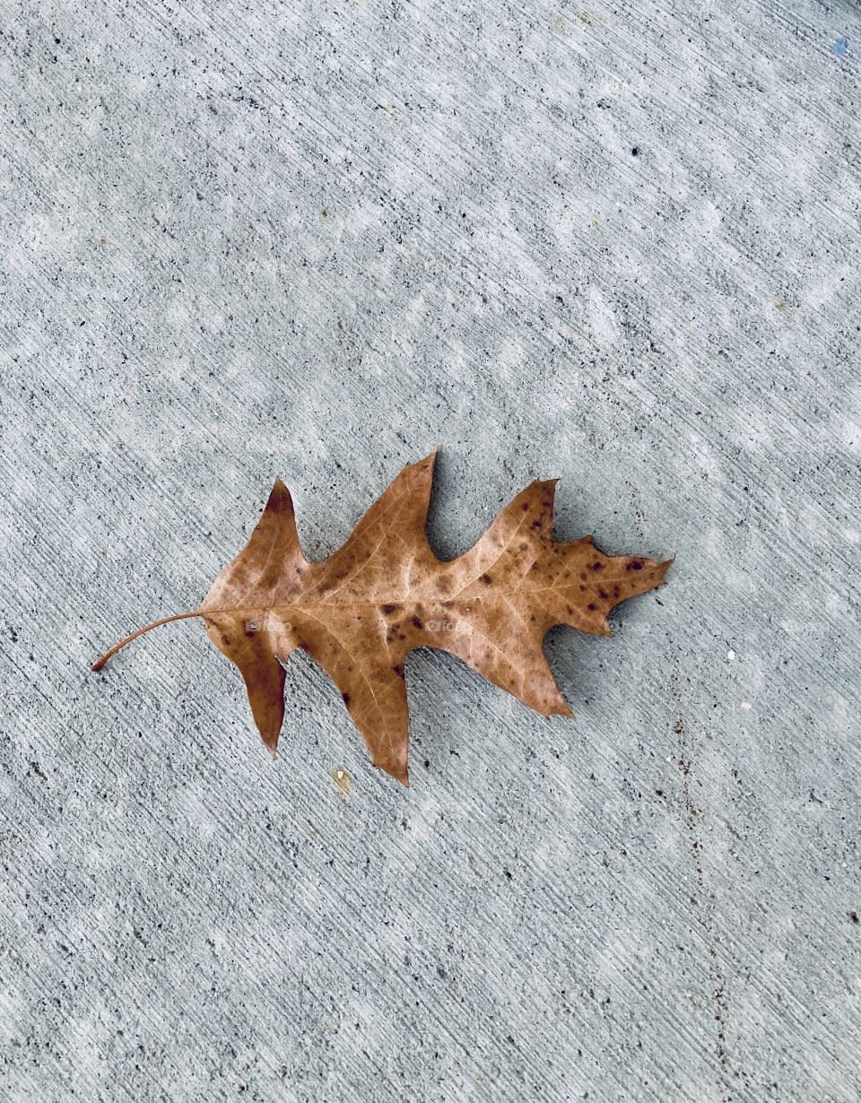 One autumn leaf on gray cement driveway