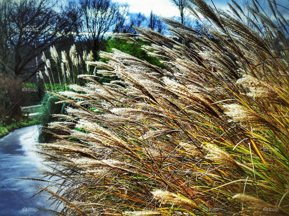 Grasses