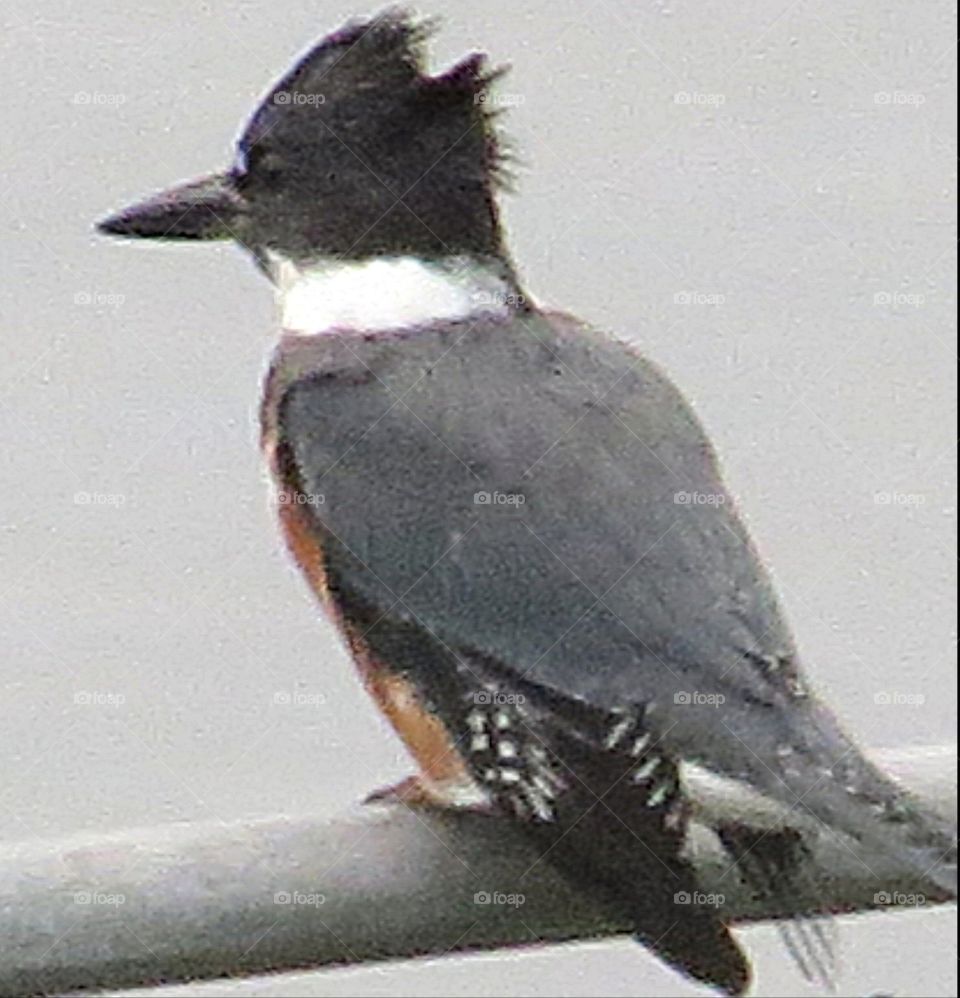 Kingfisher