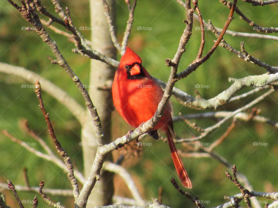 Cardinal