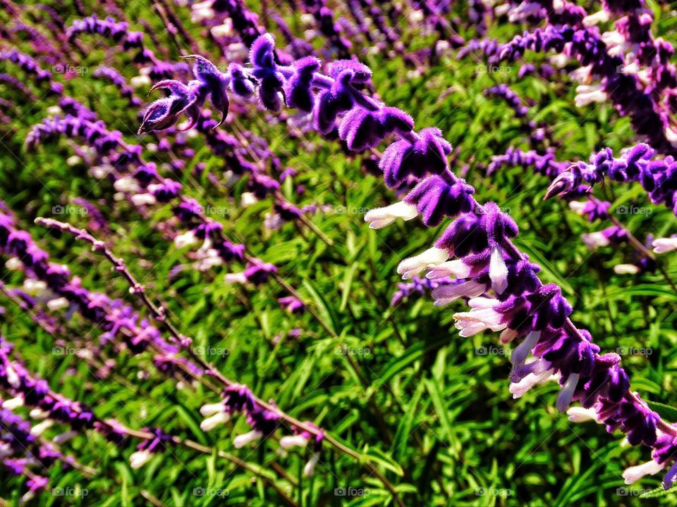 Purple wild lupin in California