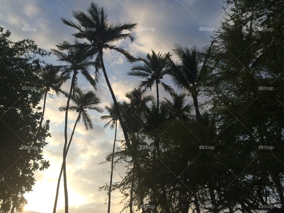 Trees in the tropics 