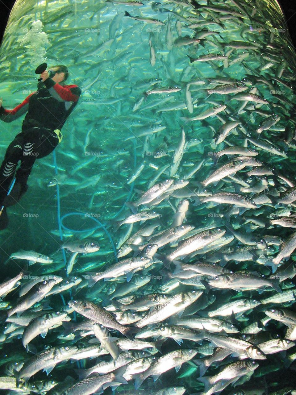 Diver with fish