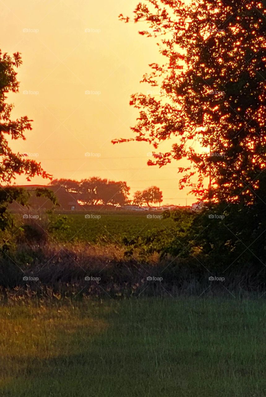 Late spring afternoon in the south Texas countryside.