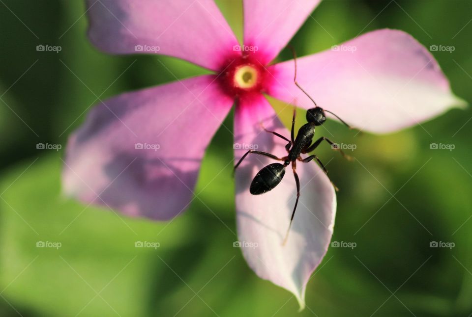 Ant enjoying its morning walk on a flower. Nature is so beautiful and accommodating to all its creatures.  Respect nature