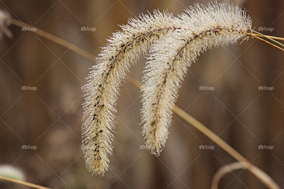 Harvesting crops in the fall