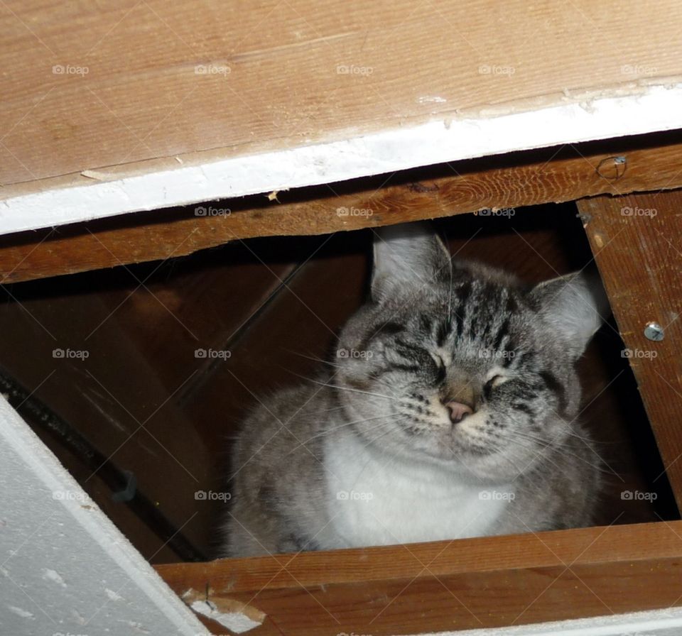 This is what happens when an unfamiliar dog come over; the cat hides in the ceiling tiles and smiles at you when you find her.