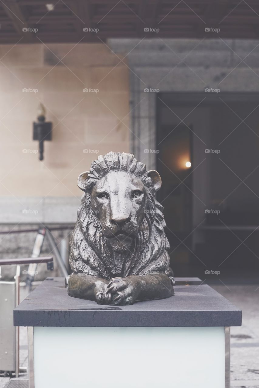 Lion statue. A lion sculpture made from bronze in front of a museum in Australia.