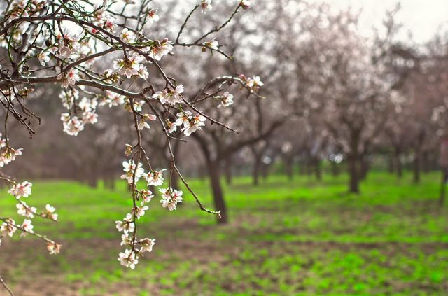 Almond blossoms in Madrid 