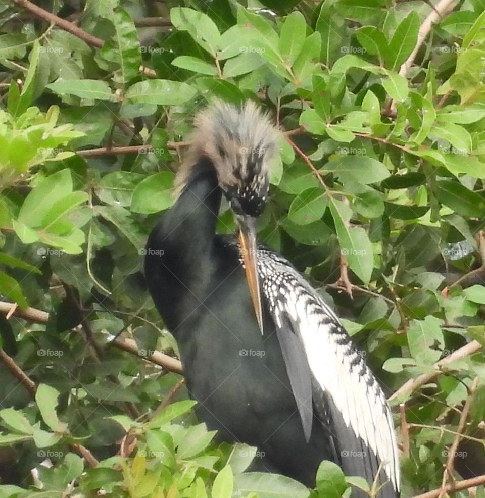 Anhinga in breeding Feathers 