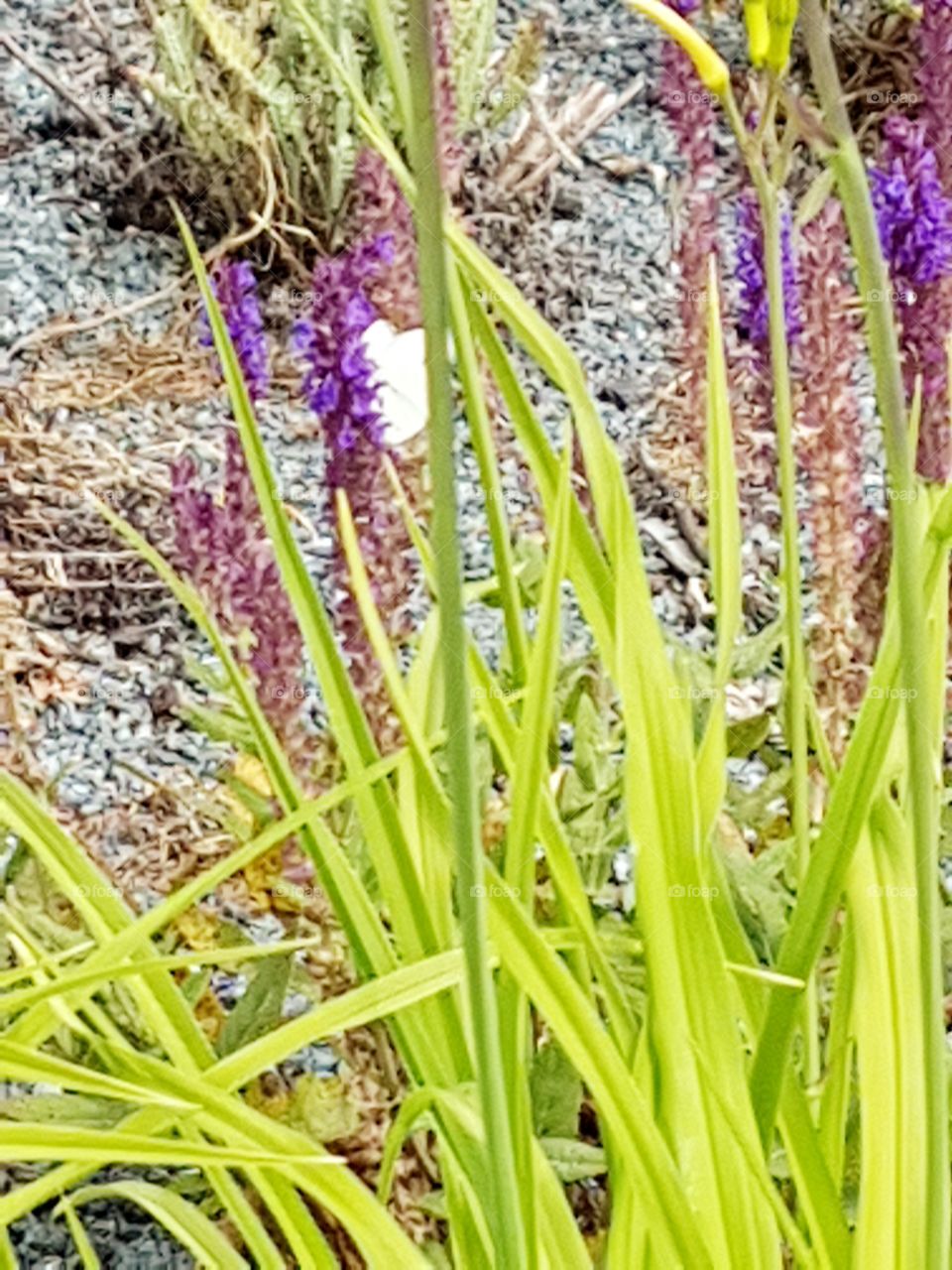 Schmetterling auf blüte