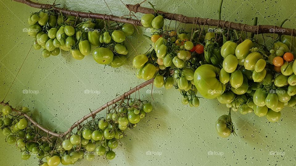 green tomatoes