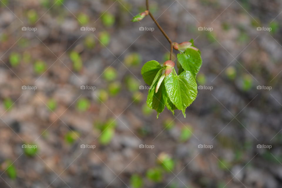 spring time young green leaves branch tree earth background