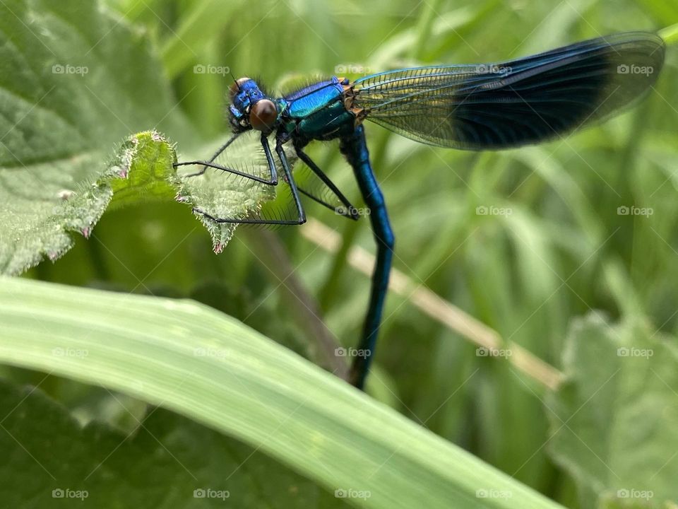 A damsel fly on a leaf 