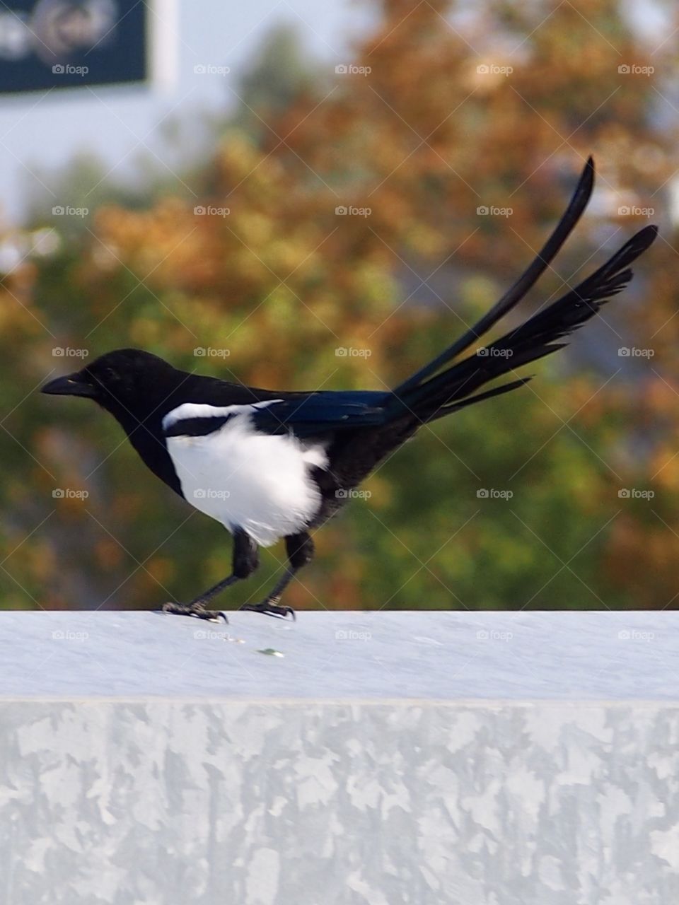 Magpie through the window