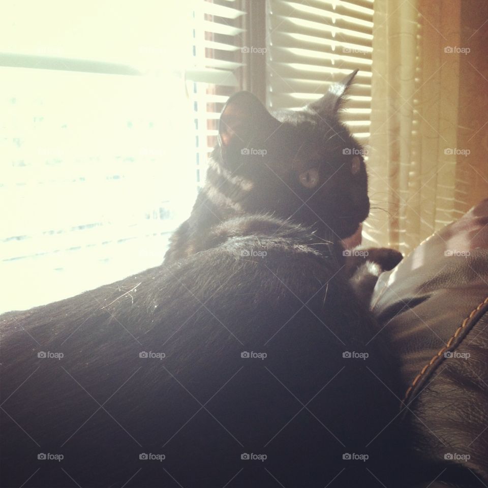 Cat enjoying the sun
