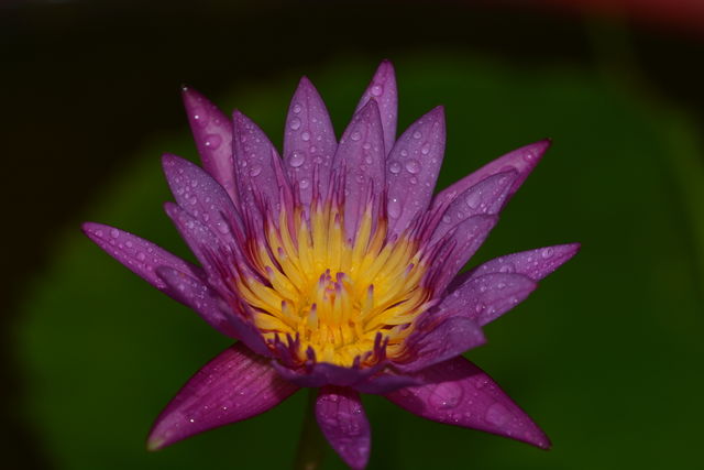 Close up photography of a lotus flower 