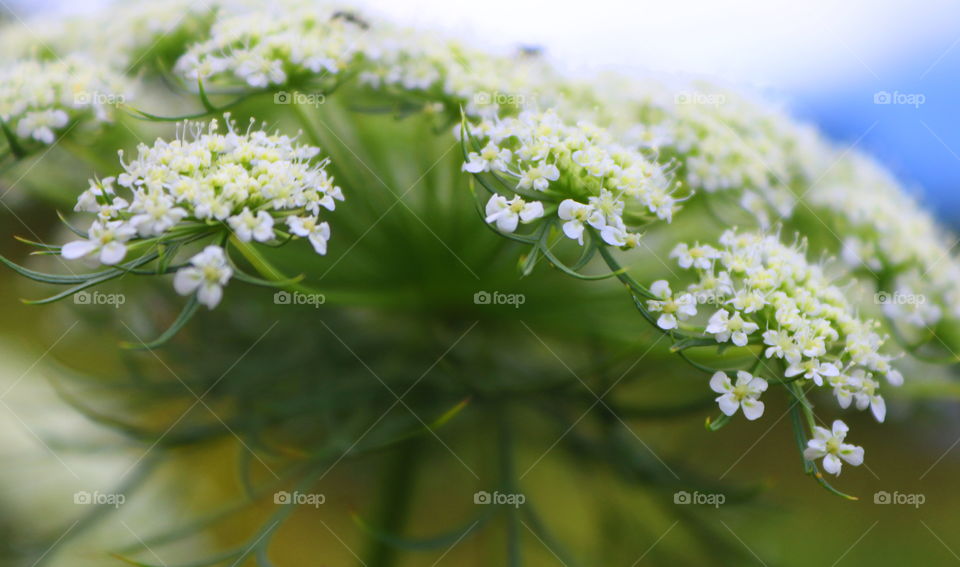 What is this flower . . .?