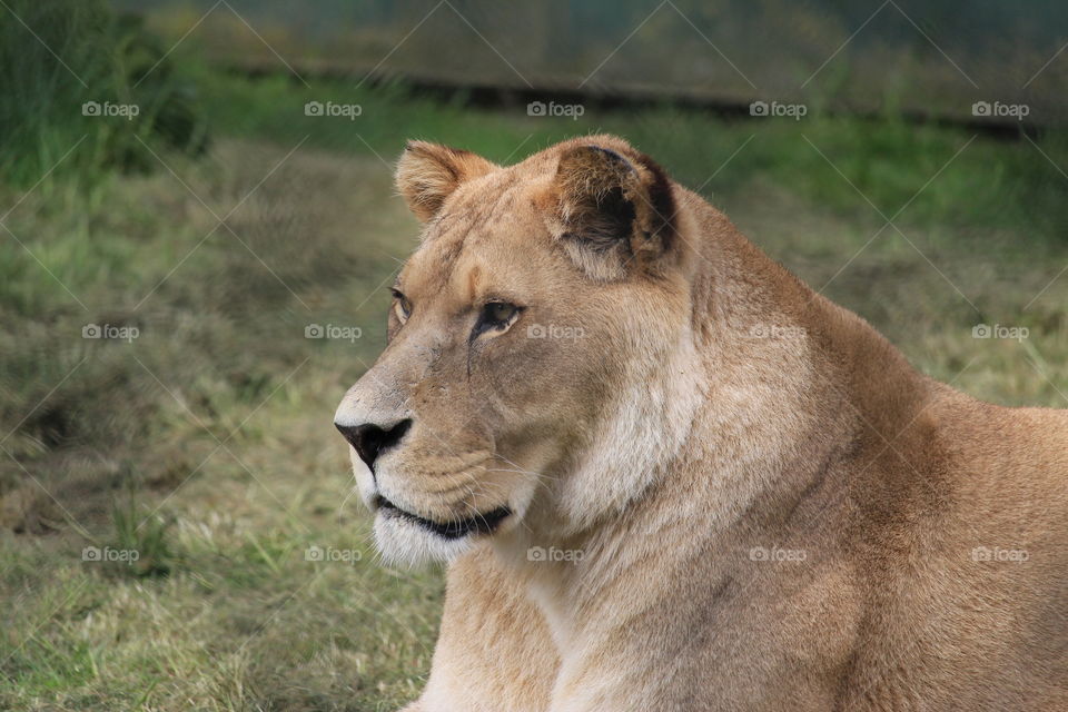 Barbary lion