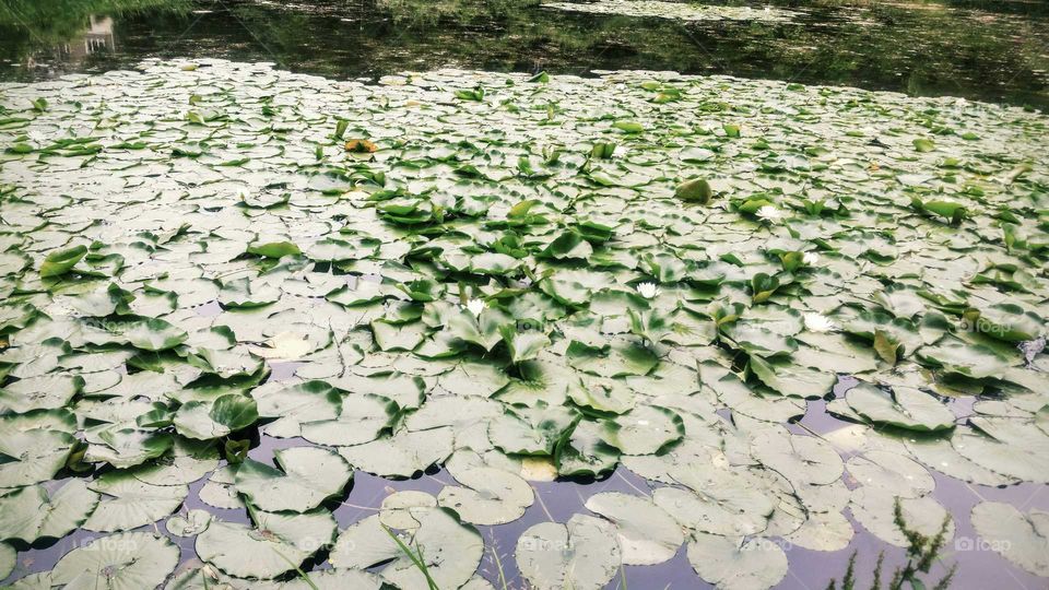 lillypads