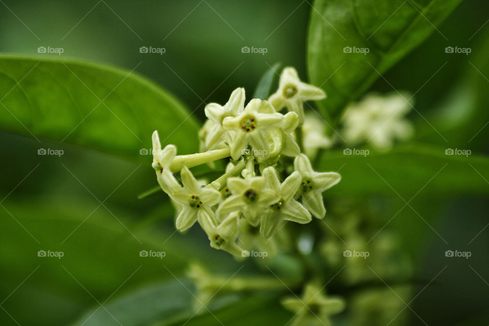 green flower leaf star by nader_esk