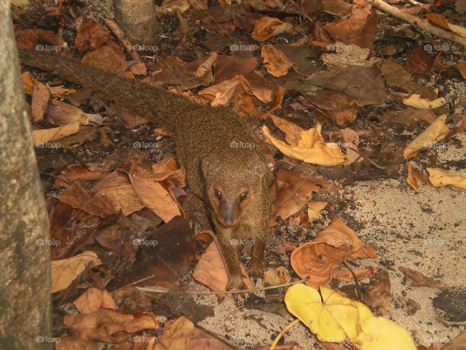 A mongoose that wanted its picture taken. 