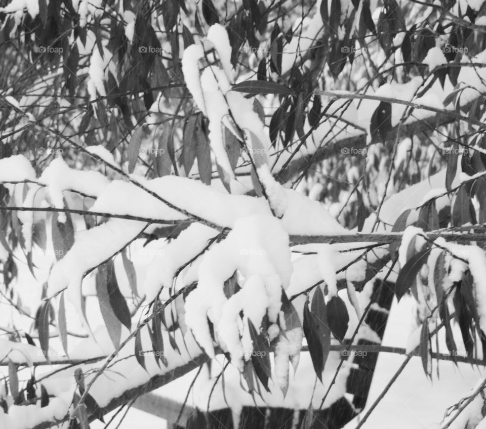 Trees and branches with snow on them