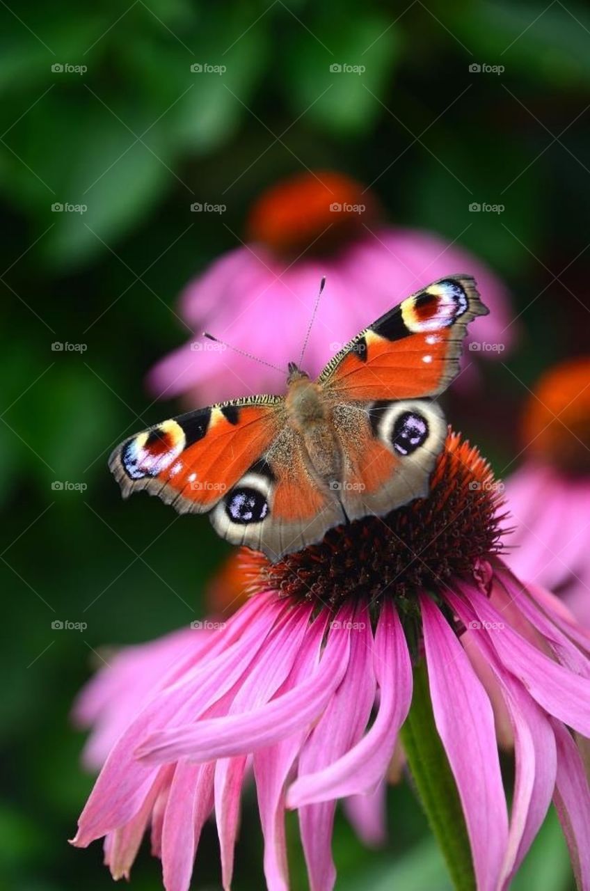 Peacock butterfly