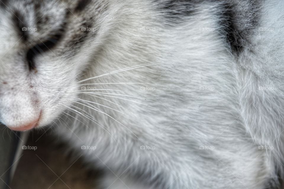 Cat, Fur, Animal, Mammal, Portrait