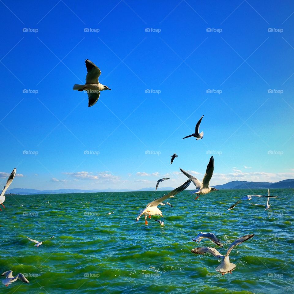 The seagulls fly on the sea in kunming