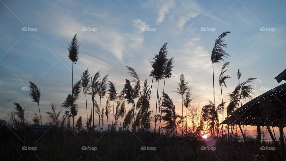 Dawn openness peaceful landscape