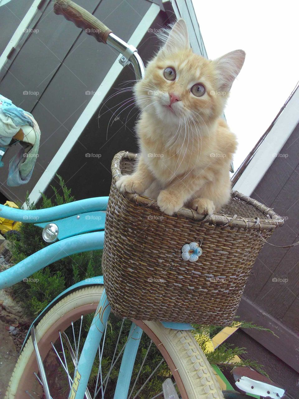 kitten in basket