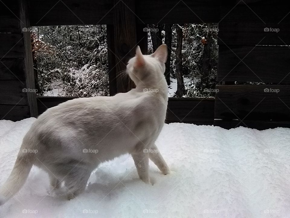 Luna's First Snow