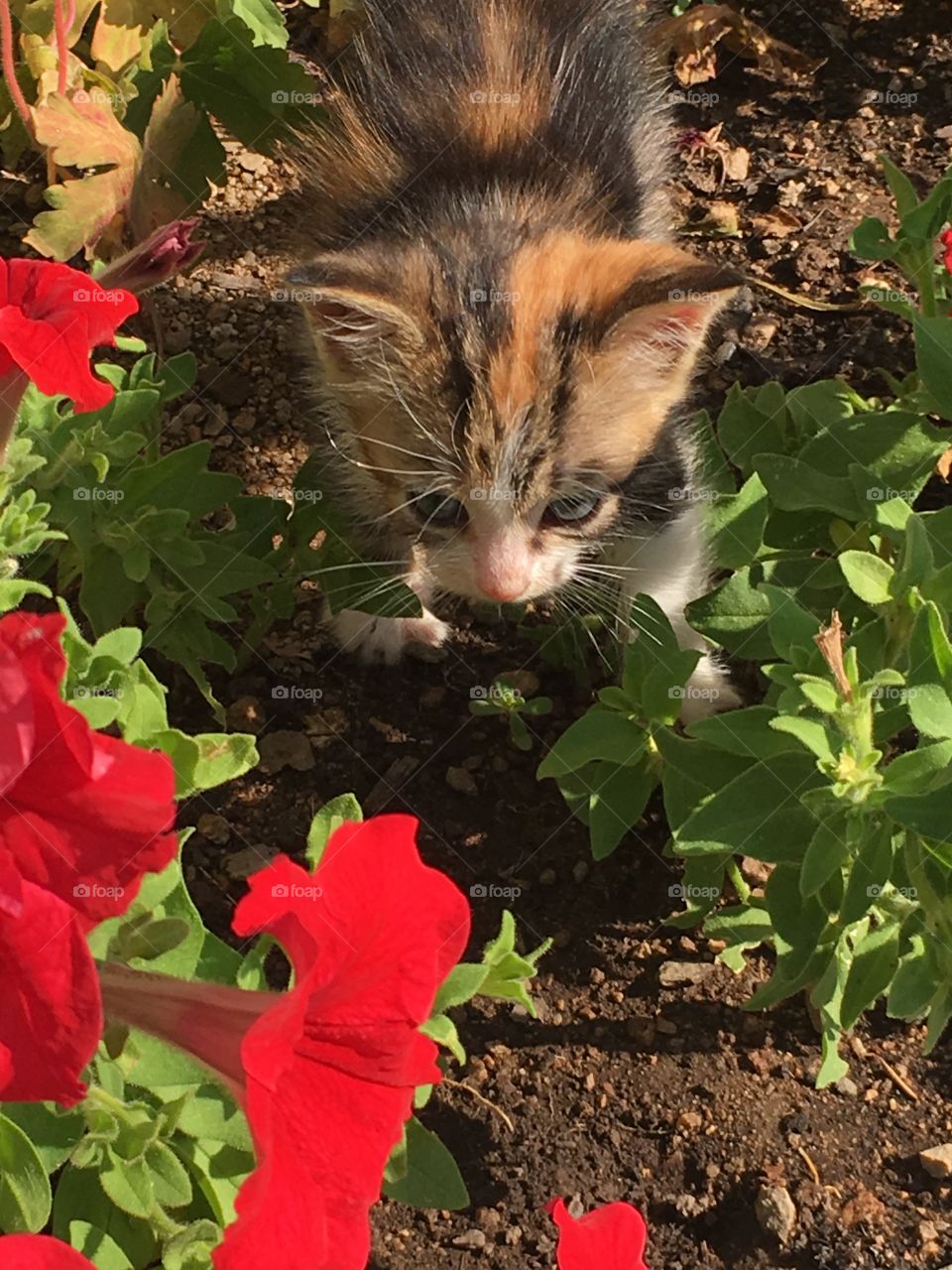 Small kitten discovering the flowers in the garden 