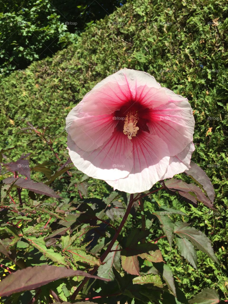 Floppy petals pretty flower