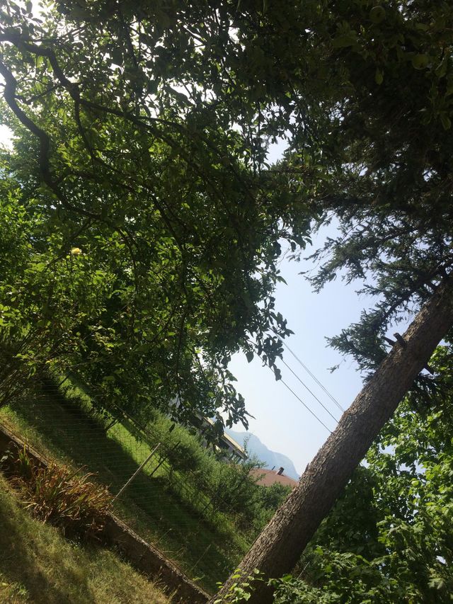 Nature 🌳🌲