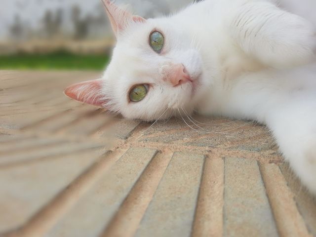 Green eyes