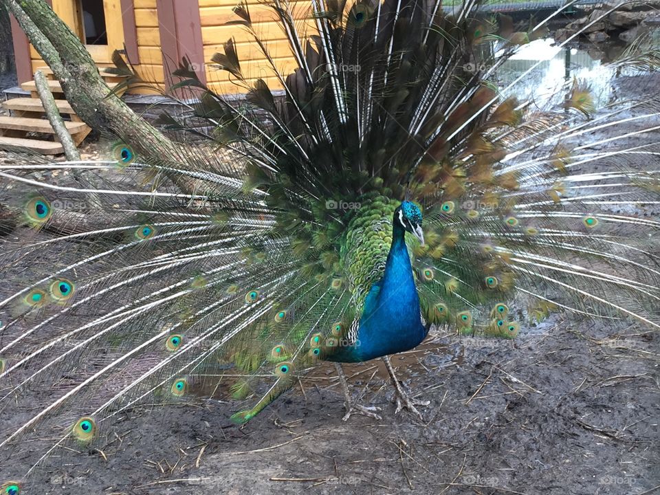 Peacock. Peacock