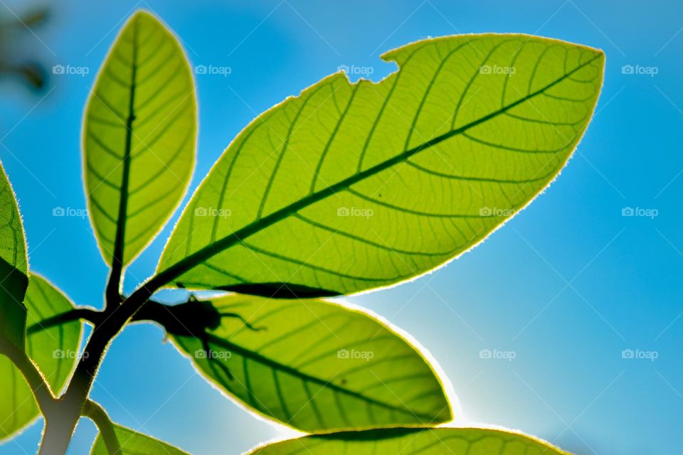 Plants that are thriving in the sunlight